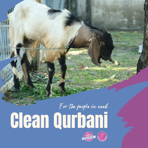 Qurbani for the Needy